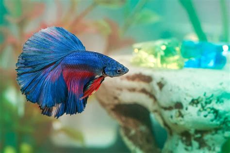 where to find betta fish|Betta Fish: Care, Facts, Diet, Breeding, &  .